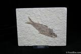 Inch Fossil Fish From Wyoming #784-1